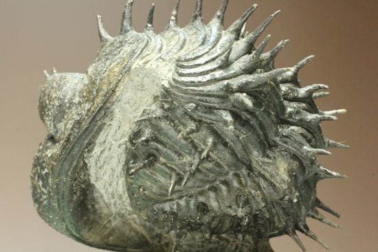巨大！360度ビューの三葉虫ドロトプス・アルマータス化石（その17）