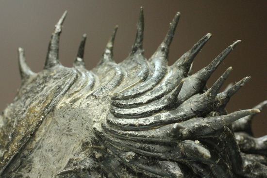 巨大！360度ビューの三葉虫ドロトプス・アルマータス化石（その18）