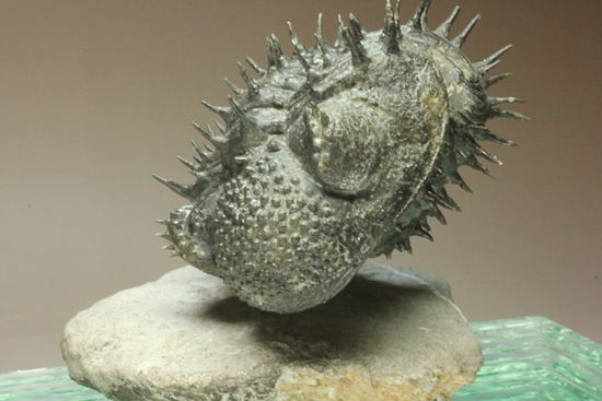 巨大！360度ビューの三葉虫ドロトプス・アルマータス化石（その19）