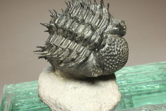 巨大！360度ビューの三葉虫ドロトプス・アルマータス化石（その2）