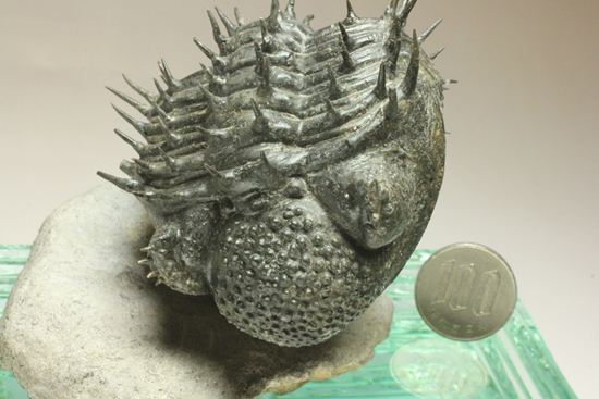 巨大！360度ビューの三葉虫ドロトプス・アルマータス化石（その20）