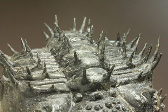 巨大！360度ビューの三葉虫ドロトプス・アルマータス化石（その7）