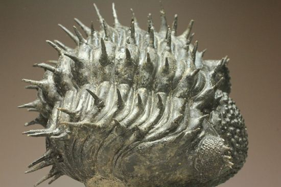 巨大！360度ビューの三葉虫ドロトプス・アルマータス化石（その8）