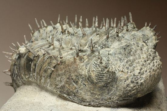 横幅巨体！クオリティー極上！三葉虫ドロトプス・アルマータス化石
