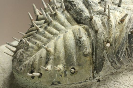 横幅巨体！クオリティー極上！三葉虫ドロトプス・アルマータス化石（その17）