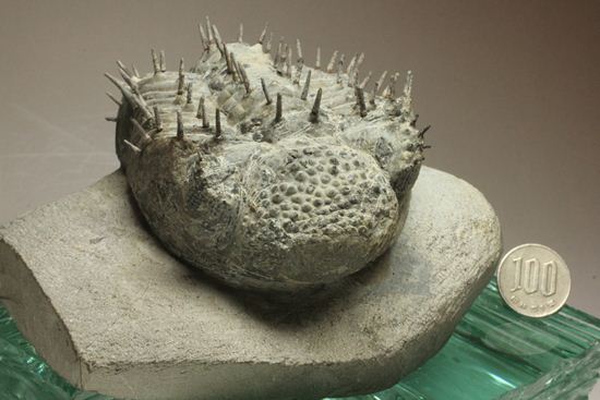 横幅巨体！クオリティー極上！三葉虫ドロトプス・アルマータス化石（その20）
