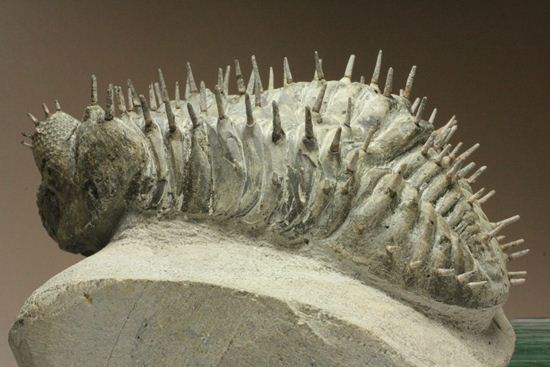 横幅巨体！クオリティー極上！三葉虫ドロトプス・アルマータス化石（その5）