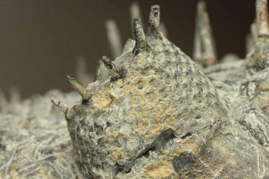 横幅巨体！クオリティー極上！三葉虫ドロトプス・アルマータス化石（その9）