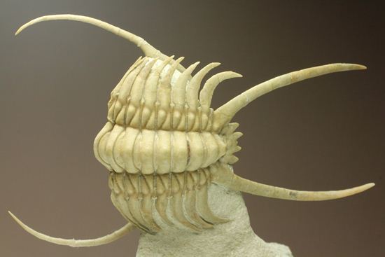 スーパーレア!パラセラウルスの3Dクリーニング防御体制化石(その7)