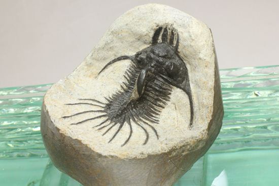 夏祭りでお得!稀少三葉虫クアドロプス(Quadrops)の化石(その1)