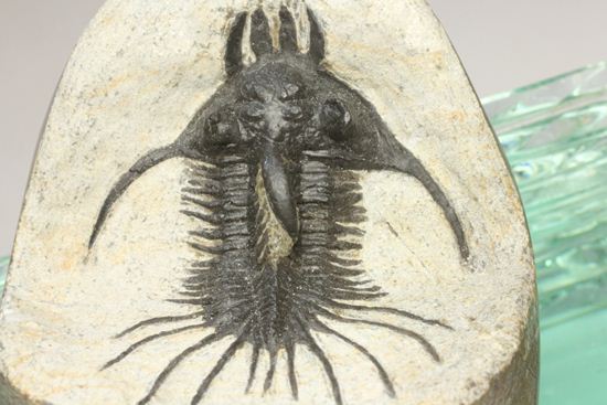 夏祭りでお得!稀少三葉虫クアドロプス(Quadrops)の化石(その2)