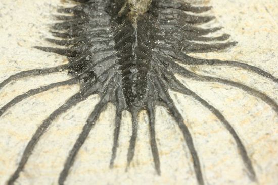 夏祭りでお得!稀少三葉虫クアドロプス(Quadrops)の化石(その5)