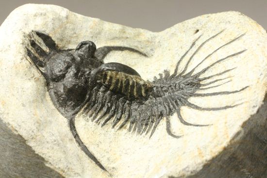 夏祭りでお得!稀少三葉虫クアドロプス(Quadrops)の化石(その6)