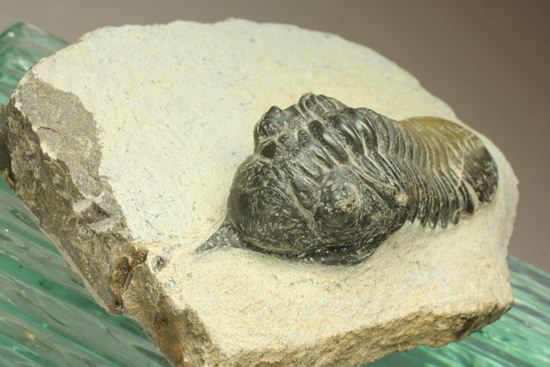 角で大人気のモロッコ産三葉虫!モロッコニテス・マラドイデス(Morocconites malladoide)(その11)