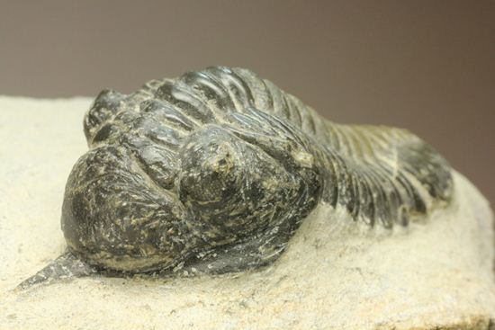 角で大人気のモロッコ産三葉虫!モロッコニテス・マラドイデス(Morocconites malladoide)(その12)