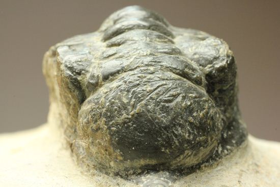 角で大人気のモロッコ産三葉虫!モロッコニテス・マラドイデス(Morocconites malladoide)(その13)