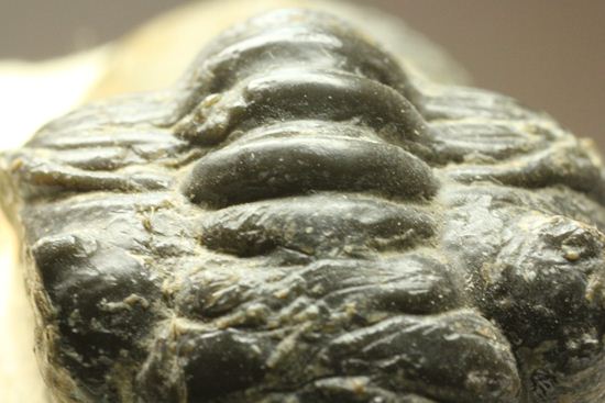 角で大人気のモロッコ産三葉虫!モロッコニテス・マラドイデス(Morocconites malladoide)(その14)