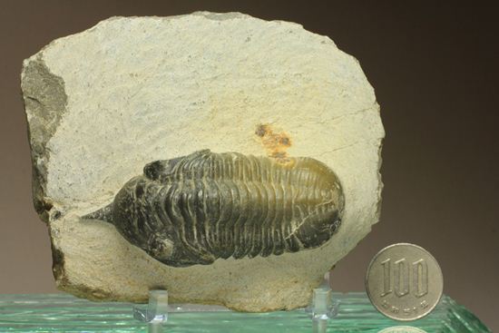 角で大人気のモロッコ産三葉虫!モロッコニテス・マラドイデス(Morocconites malladoide)(その16)