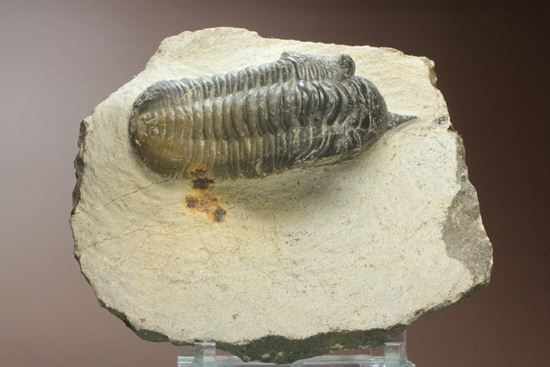 角で大人気のモロッコ産三葉虫!モロッコニテス・マラドイデス(Morocconites malladoide)(その2)