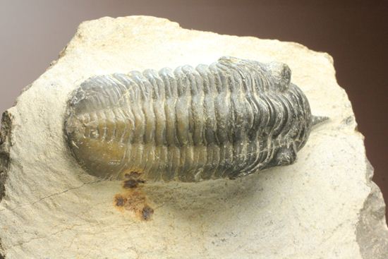角で大人気のモロッコ産三葉虫!モロッコニテス・マラドイデス(Morocconites malladoide)(その3)
