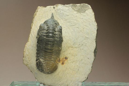 角で大人気のモロッコ産三葉虫!モロッコニテス・マラドイデス(Morocconites malladoide)(その5)