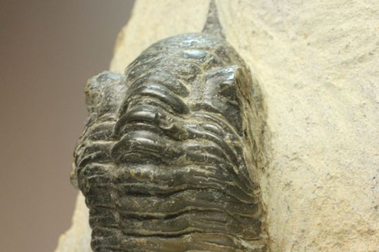 角で大人気のモロッコ産三葉虫!モロッコニテス・マラドイデス(Morocconites malladoide)(その6)