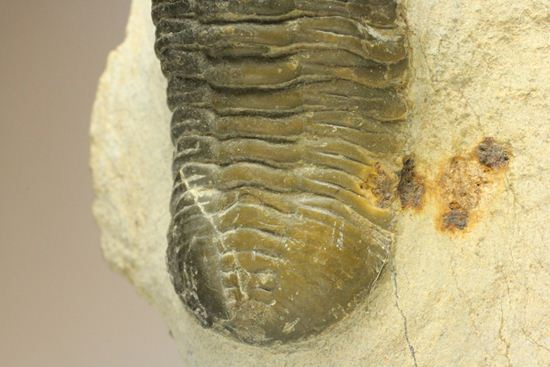 角で大人気のモロッコ産三葉虫!モロッコニテス・マラドイデス(Morocconites malladoide)(その8)
