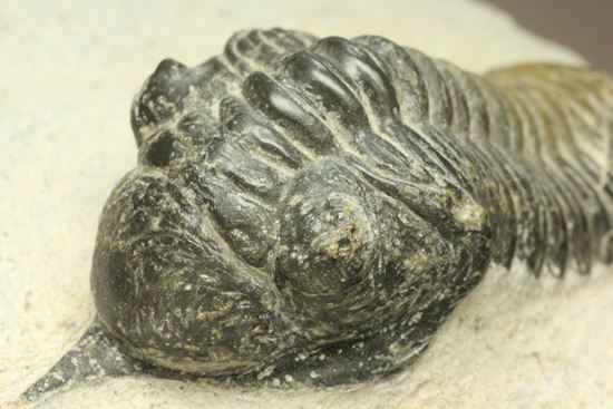 角で大人気のモロッコ産三葉虫!モロッコニテス・マラドイデス(Morocconites malladoide)(その9)