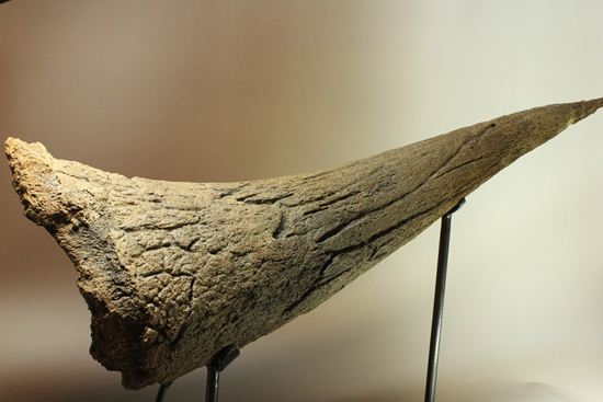 化石セブン史上最大！保存状態極上トリケラトプスの巨大角（その1）