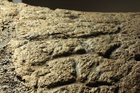化石セブン史上最大！保存状態極上トリケラトプスの巨大角（その11）