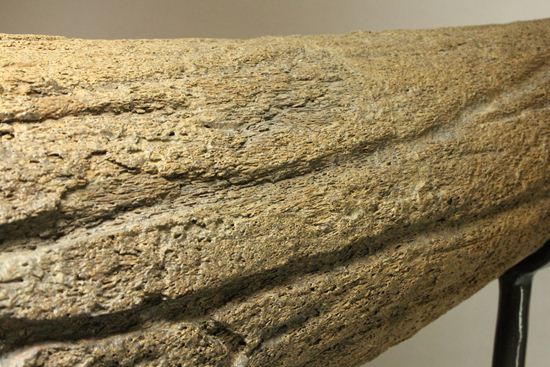化石セブン史上最大！保存状態極上トリケラトプスの巨大角（その12）