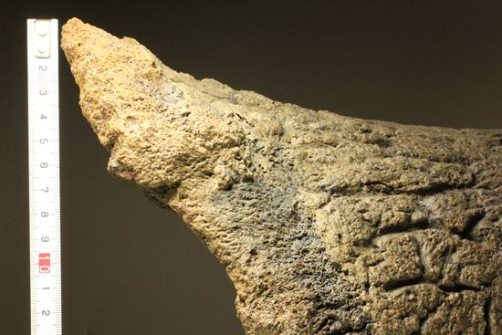化石セブン史上最大！保存状態極上トリケラトプスの巨大角（その14）