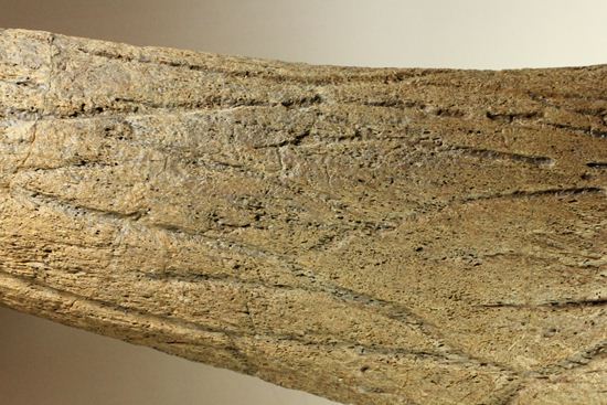 化石セブン史上最大！保存状態極上トリケラトプスの巨大角（その19）