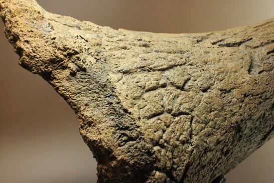 化石セブン史上最大！保存状態極上トリケラトプスの巨大角（その2）