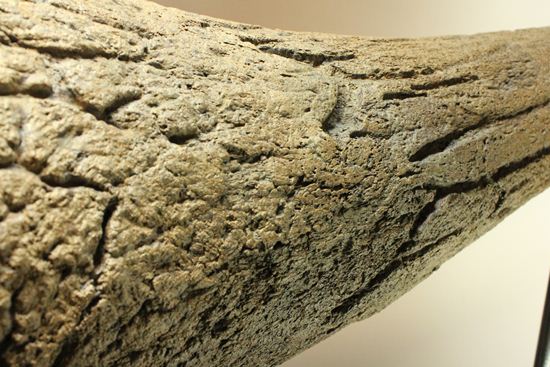化石セブン史上最大！保存状態極上トリケラトプスの巨大角（その3）