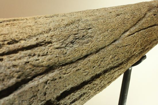化石セブン史上最大！保存状態極上トリケラトプスの巨大角（その4）