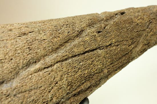 化石セブン史上最大！保存状態極上トリケラトプスの巨大角（その5）