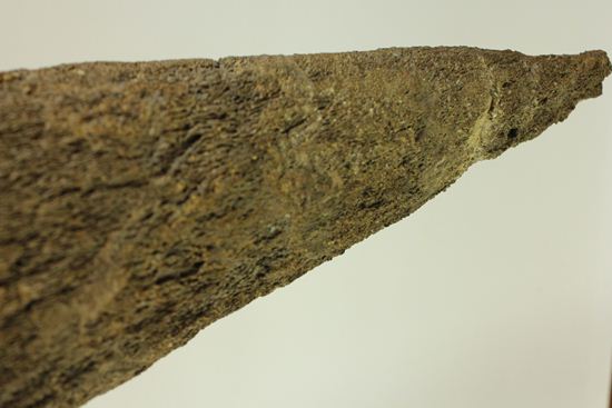 化石セブン史上最大！保存状態極上トリケラトプスの巨大角（その6）