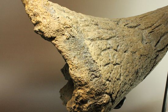 化石セブン史上最大！保存状態極上トリケラトプスの巨大角（その7）