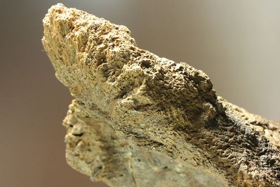 化石セブン史上最大！保存状態極上トリケラトプスの巨大角（その8）