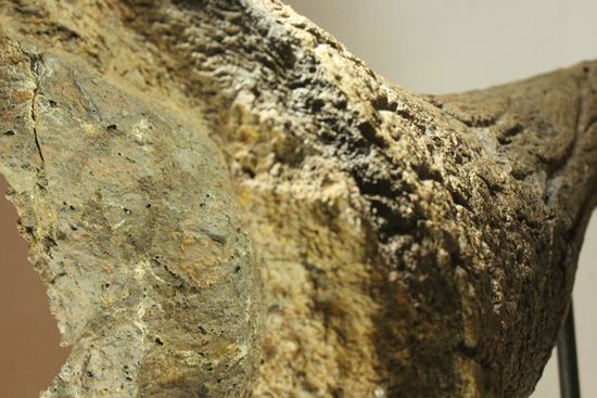 化石セブン史上最大！保存状態極上トリケラトプスの巨大角（その9）