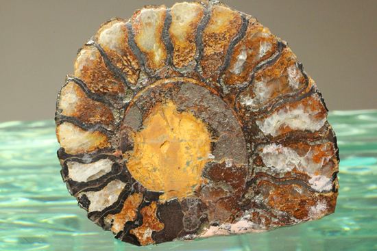 500個に1個の確率で発見される極上アンモナイト5個セット（断面が分かるヘマタイトアンモナイト1個つき）（その14）