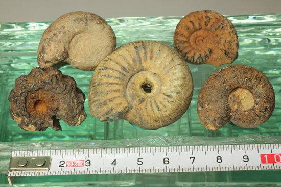 500個に1個の確率で発見される極上アンモナイト5個セット（断面が分かるヘマタイトアンモナイト1個つき）（その2）