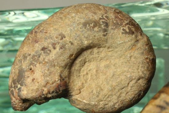 500個に1個の確率で発見される極上アンモナイト5個セット（断面が分かるヘマタイトアンモナイト1個つき）（その6）