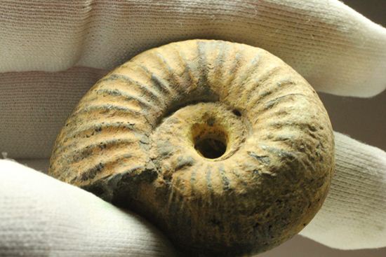 500個に1個の確率で発見される極上アンモナイト5個セット（断面が分かるヘマタイトアンモナイト1個つき）（その9）