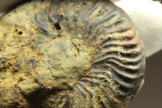 500個に1個の確率で発見される極上アンモナイト5個セット（断面が分かるヘマタイトアンモナイト1個つき）（その11）
