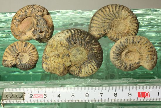 500個に1個の確率で発見される極上アンモナイト5個セット（断面が分かるヘマタイトアンモナイト1個つき）（その2）