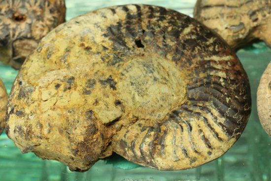 500個に1個の確率で発見される極上アンモナイト5個セット（断面が分かるヘマタイトアンモナイト1個つき）（その4）