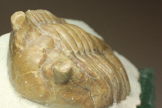 母岩安定度抜群！9cm×6cm大きなアサフス・レピドゥルス三葉虫化石（その4）