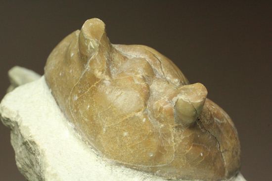 母岩安定度抜群！9cm×6cm大きなアサフス・レピドゥルス三葉虫化石（その5）